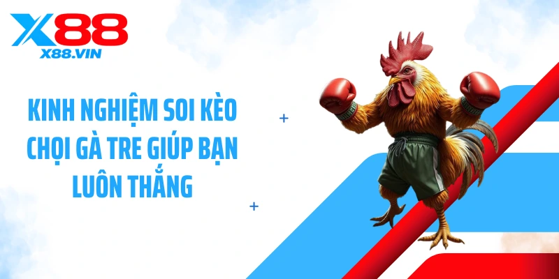 Kinh nghiệm soi kèo chọi gà tre giúp bạn luôn thắng