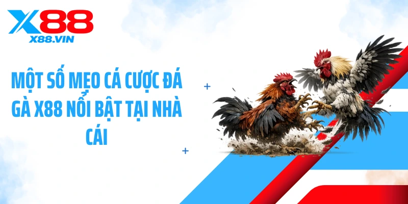 Một số mẹo cá cược đá gà X88 nổi bật tại nhà cái